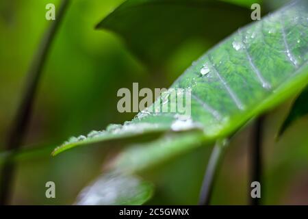 Frische grüne Nahaufnahme von Taro (Colocasia esculenta) Pflanzen Sie Blätter mit Regen Tropfen oder Morning Dew. Auch bekannt als Elefantenohrpflanzen oder Arbi Leaf in Hindi Stockfoto