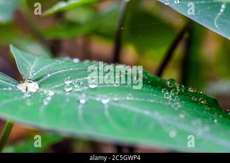 Frische grüne Nahaufnahme von Taro (Colocasia esculenta) Pflanzen Sie Blätter mit Regen Tropfen oder Morning Dew. Auch bekannt als Elefantenohrpflanzen oder Arbi Leaf in Hindi Stockfoto