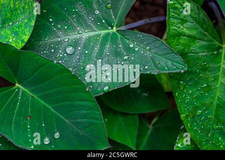 Frische grüne Nahaufnahme von Taro (Colocasia esculenta) Pflanzen Sie Blätter mit Regen Tropfen oder Morning Dew. Auch bekannt als Elefantenohrpflanzen oder Arbi Leaf in Hindi Stockfoto