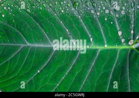 Frische grüne Nahaufnahme von Taro (Colocasia esculenta) Pflanzen Sie Blätter mit Regen Tropfen oder Morning Dew. Auch bekannt als Elefantenohrpflanzen oder Arbi Leaf in Hindi Stockfoto