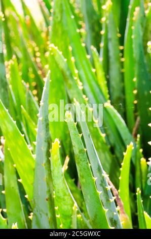 Nahaufnahme der Blätter der Aloe Vera Pflanzen. Stockfoto