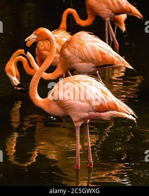 Gruppe von Flamingo-Vögeln in einem See stehend Stockfoto