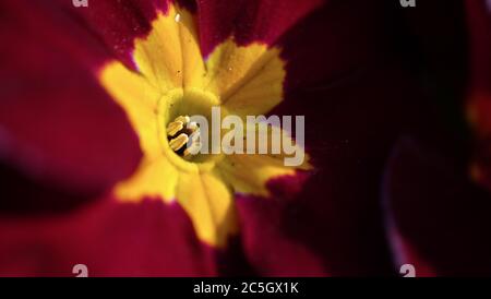 Makrofoto in einer roten und gelben Tulpe mit Stempel und Staubgefäßen. Enge Schärfentiefe Stockfoto