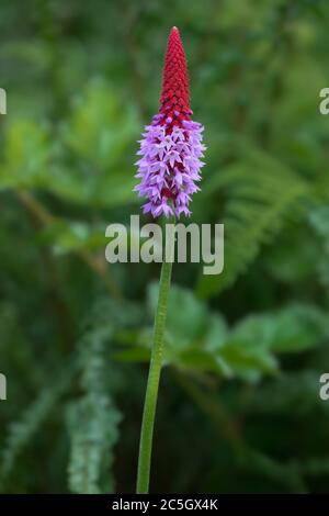 Blühende rote und lila Primula Vialii, oder Orchidee Primrose Blume in einem Garten während mit grünem Hintergrund Stockfoto