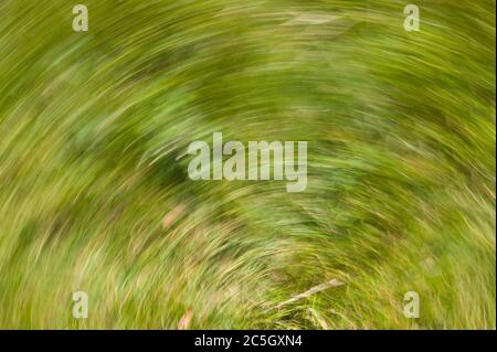 Eindruck mit grünem Gras. Die Kamera machte eine rotierende Bewegung während der Aufnahme des Bildes. Hintergrundfoto verschwommen Stockfoto