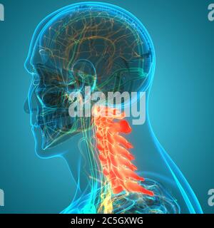 Rückenmark Wirbelsäule Halswirbel der Anatomie des menschlichen Skelettsystems Stockfoto