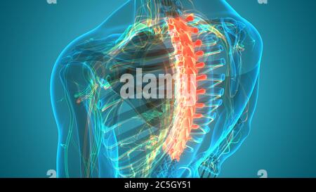 Wirbelsäulenwirbelsäule Thoraxwirbel der Anatomie des menschlichen Skelettsystems Stockfoto