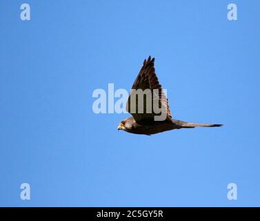 kestrel, der über die Moore auf der Suche nach Beute schweben Stockfoto