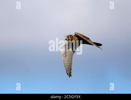 kestrel, der über die Moore auf der Suche nach Beute schweben Stockfoto