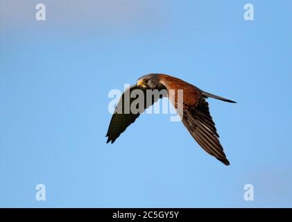 kestrel, der über die Moore auf der Suche nach Beute schweben Stockfoto