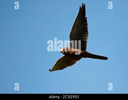 kestrel, der über die Moore auf der Suche nach Beute schweben Stockfoto