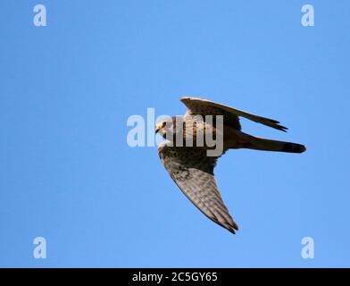 kestrel, der über die Moore auf der Suche nach Beute schweben Stockfoto