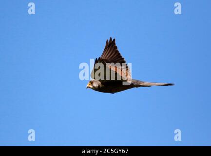 kestrel, der über die Moore auf der Suche nach Beute schweben Stockfoto