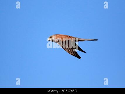 kestrel, der über die Moore auf der Suche nach Beute schweben Stockfoto