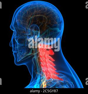 Rückenmark Wirbelsäule Halswirbel der Anatomie des menschlichen Skelettsystems Stockfoto