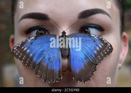 Brünn, Tschechische Republik. Juli 2020. Ein schillernder tropischer Schmetterling Morpho-Peleides sitzt auf dem Gesicht einer Frau in der Papilonia - Schmetterlingshaus Brno, Tschechische Republik, am 2. Juli 2020. (CTK Photo/Vaclav Salek) Stockfoto