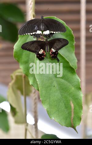 Brünn, Tschechische Republik. Juli 2020. Ein Schmetterling ist in der Papilonia gesehen - Schmetterlingshaus Brno, Tschechische Republik, am 2. Juli 2020. (CTK Photo/Vaclav Salek) Stockfoto