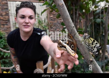 Brünn, Tschechische Republik. Juli 2020. Ein Schmetterling ist in der Papilonia gesehen - Schmetterlingshaus Brno, Tschechische Republik, am 2. Juli 2020. (CTK Photo/Vaclav Salek) Stockfoto