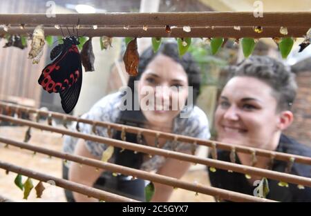 Brünn, Tschechische Republik. Juli 2020. Ein Schmetterling ist in der Papilonia gesehen - Schmetterlingshaus Brno, Tschechische Republik, am 2. Juli 2020. (CTK Photo/Vaclav Salek) Stockfoto