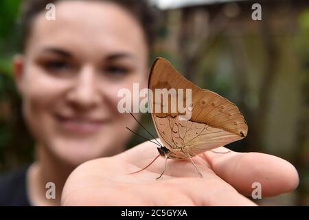 Brünn, Tschechische Republik. Juli 2020. Ein Schmetterling ist in der Papilonia gesehen - Schmetterlingshaus Brno, Tschechische Republik, am 2. Juli 2020. (CTK Photo/Vaclav Salek) Stockfoto