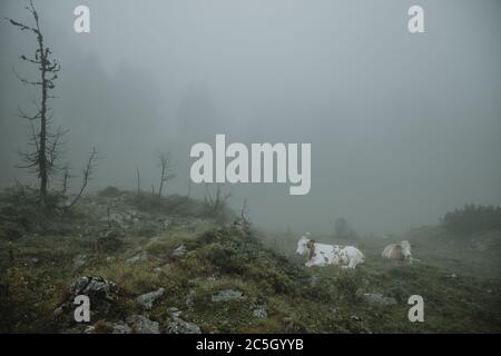 Zwei Kühe liegen im grünen Gras im Triglav Nationalpark in Slowenien während des nebligen Sommertages mit den Bäumen Silhouetten im Hintergrund Stockfoto