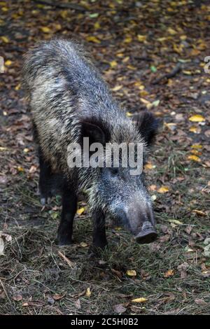 Wildschwein im Bialowieza Nationalpark. Bialowieza, Podlaskie, Polen. Stockfoto