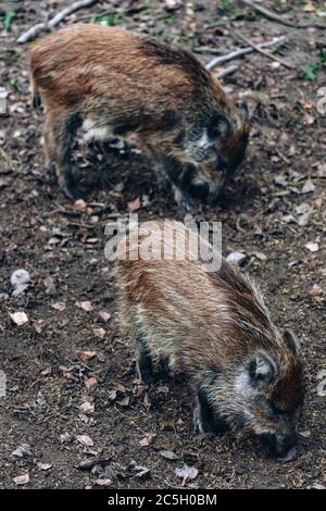 Wildschwein im Bialowieza Nationalpark. Bialowieza, Podlaskie, Polen. Stockfoto