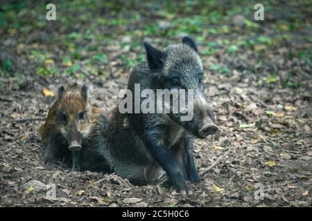 Wildschwein im Bialowieza Nationalpark. Bialowieza, Podlaskie, Polen. Stockfoto