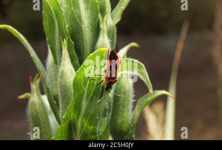 Pyrrhocoris apterus sitzt auf der Pflanze. Makroaufnahme des Firebugs. Insekt in der Nähe in der natürlichen Umgebung. Stockfoto