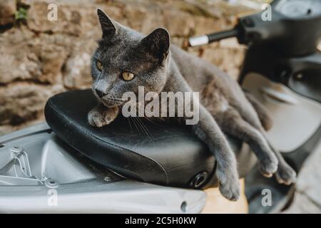 Neugierige graue Katze mit gelben Augen, die außerhalb des Bildes und auf dem Ledersitz des Rollers auf der Straße im Schatten geparkt liegen Stockfoto