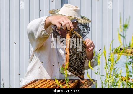 Ein Imker in Schutzkleidung hält einen Rahmen mit Waben, inspiziert die Bienen im Bienenhaus. Auf der Kleidung ist eine Inschrift in russischer Sprache: Stockfoto