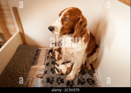 Welsh springer Spaniel Welpen in ihrer Wurfbox Stockfoto