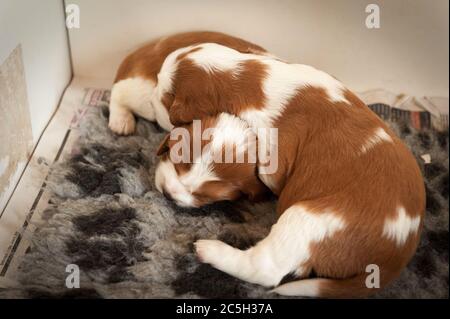 Welsh springer Spaniel Welpen in ihrer Wurfbox Stockfoto