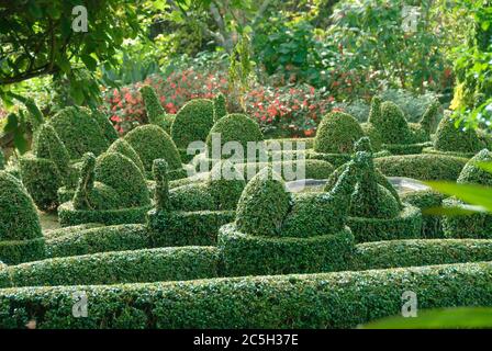 Buchsbaum Buxus sempervirens var. arborescens Stockfoto