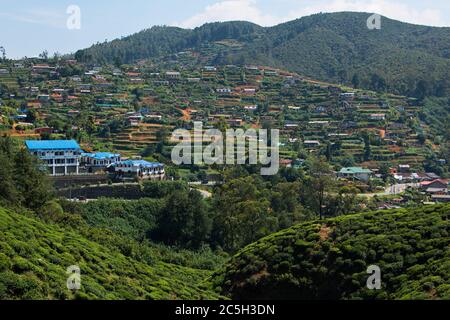 Teeplantage auf Sri Lanka, Asien Stockfoto