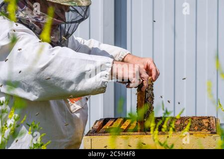 Ein Imker in Schutzkleidung hält einen Rahmen mit Waben, inspiziert die Bienen im Bienenhaus. Auf der Kleidung ist eine Inschrift in russischer Sprache: Stockfoto