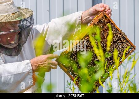 Ein Imker in Schutzkleidung hält einen Rahmen mit Waben, inspiziert die Bienen im Bienenhaus. Auf der Kleidung ist eine Inschrift in russischer Sprache: Stockfoto