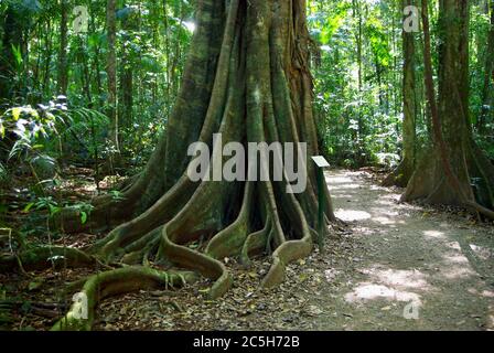 Roots of Strangler Fig im Mary Cairncross Scenic Reserve Queensland Stockfoto