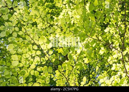 Hintergrund grüne Blätter im Frühjahr Stockfoto
