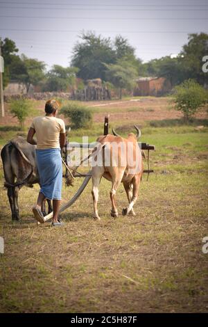 TIKAMGARH, MADHYA PRADESH, INDIEN - 18. NOVEMBER 2019: Nicht identifizierter indischer Bauer, der auf seiner Farm mit Ochsen arbeitet. Stockfoto