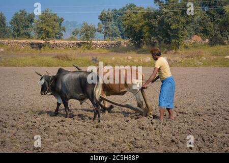 TIKAMGARH, MADHYA PRADESH, INDIEN - 18. NOVEMBER 2019: Nicht identifizierter indischer Bauer, der auf seiner Farm mit Ochsen arbeitet. Stockfoto