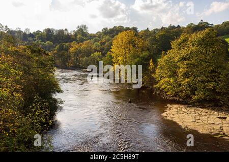 Fliegenfischer im Fluss Swale bei Richmond in North Yorkshire, England Stockfoto