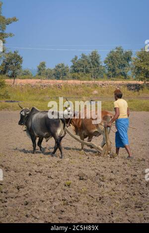 TIKAMGARH, MADHYA PRADESH, INDIEN - 18. NOVEMBER 2019: Nicht identifizierter indischer Bauer, der auf seiner Farm mit Ochsen arbeitet. Stockfoto
