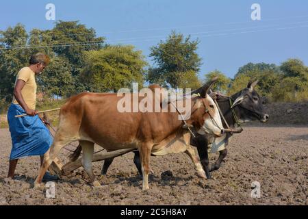 TIKAMGARH, MADHYA PRADESH, INDIEN - 18. NOVEMBER 2019: Nicht identifizierter indischer Bauer, der auf seiner Farm mit Ochsen arbeitet. Stockfoto