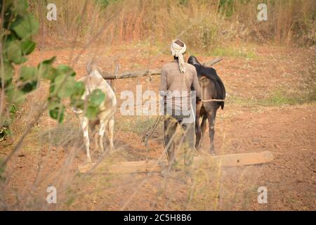 TIKAMGARH, MADHYA PRADESH, INDIEN - 18. NOVEMBER 2019: Nicht identifizierter indischer Bauer, der auf seiner Farm mit Ochsen arbeitet. Stockfoto