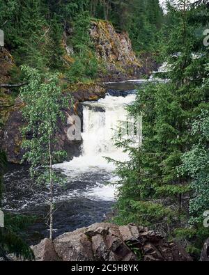 Kivach Falls, Karelien. Schöner Wasserfall in der wilden nördlichen Natur unter Nadelbäumen Stockfoto