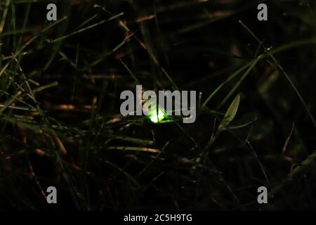 Weibliche Glühwürmchen. Europäischer Glühwürmchen (Lampyris noctiluca) auf einem Grashalm. Stockfoto