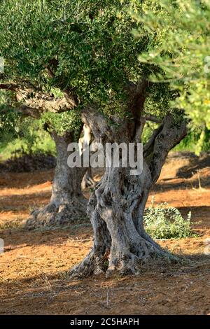 Stamm der alten Olivenbaum. Olivenhain, Kalamata, Messenien, Griechenland Stockfoto
