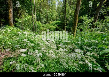 Idyllische Waldlandschaft im Sommer mit dem Fluss Lillach, der im Hintergrund bei Weißenohe über die Sinterterrassen (Sinterterrassen) fließt Stockfoto