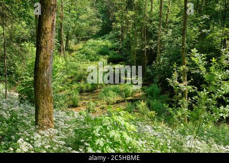 Idyllische Waldlandschaft im Sommer mit dem Fluss Lillach, der im Hintergrund bei Weißenohe über die Sinterterrassen (Sinterterrassen) fließt Stockfoto